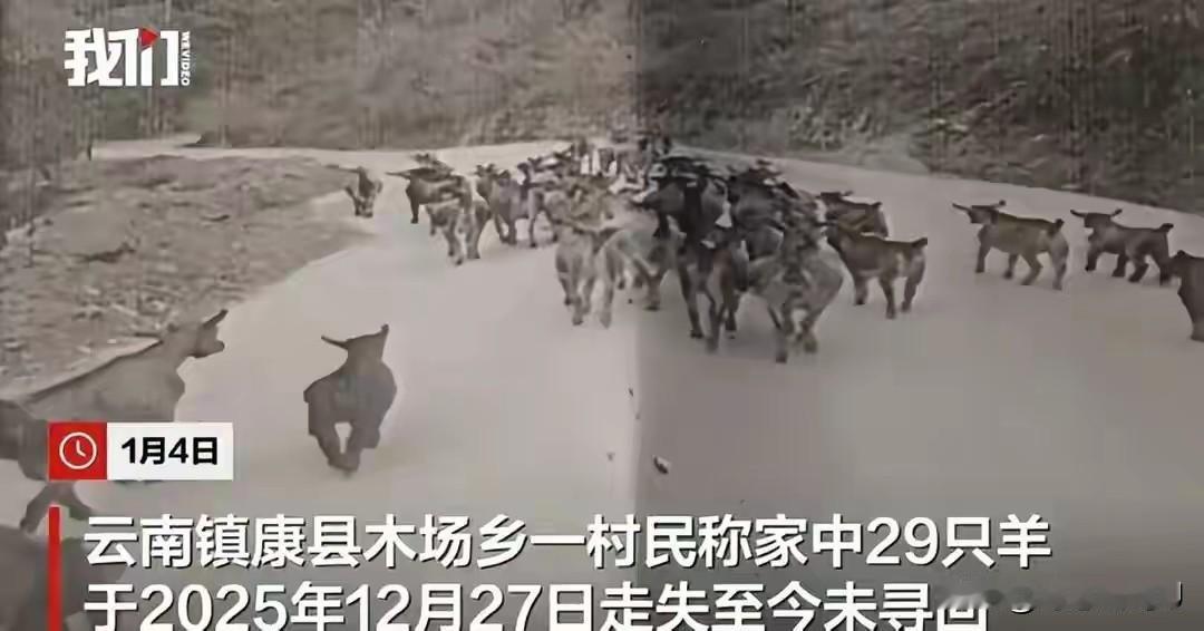 29只羊突然不见了！云南镇康县木场乡的李先生最近遇到了件怪事，这8天过去，别说羊