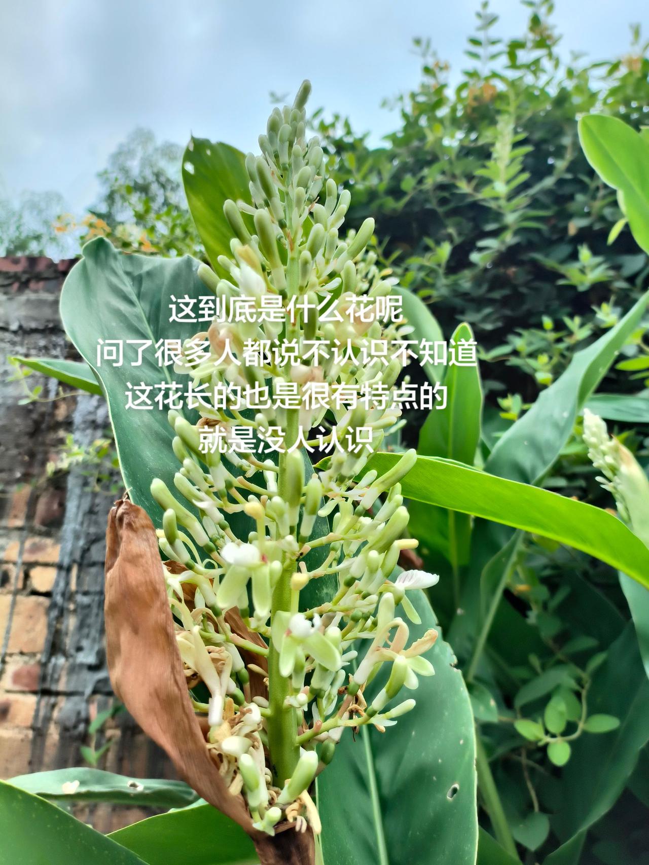 这到底是什么花呢
问了很多人都说不认识不知道
这花长的也是很有特点的
就是没人认
