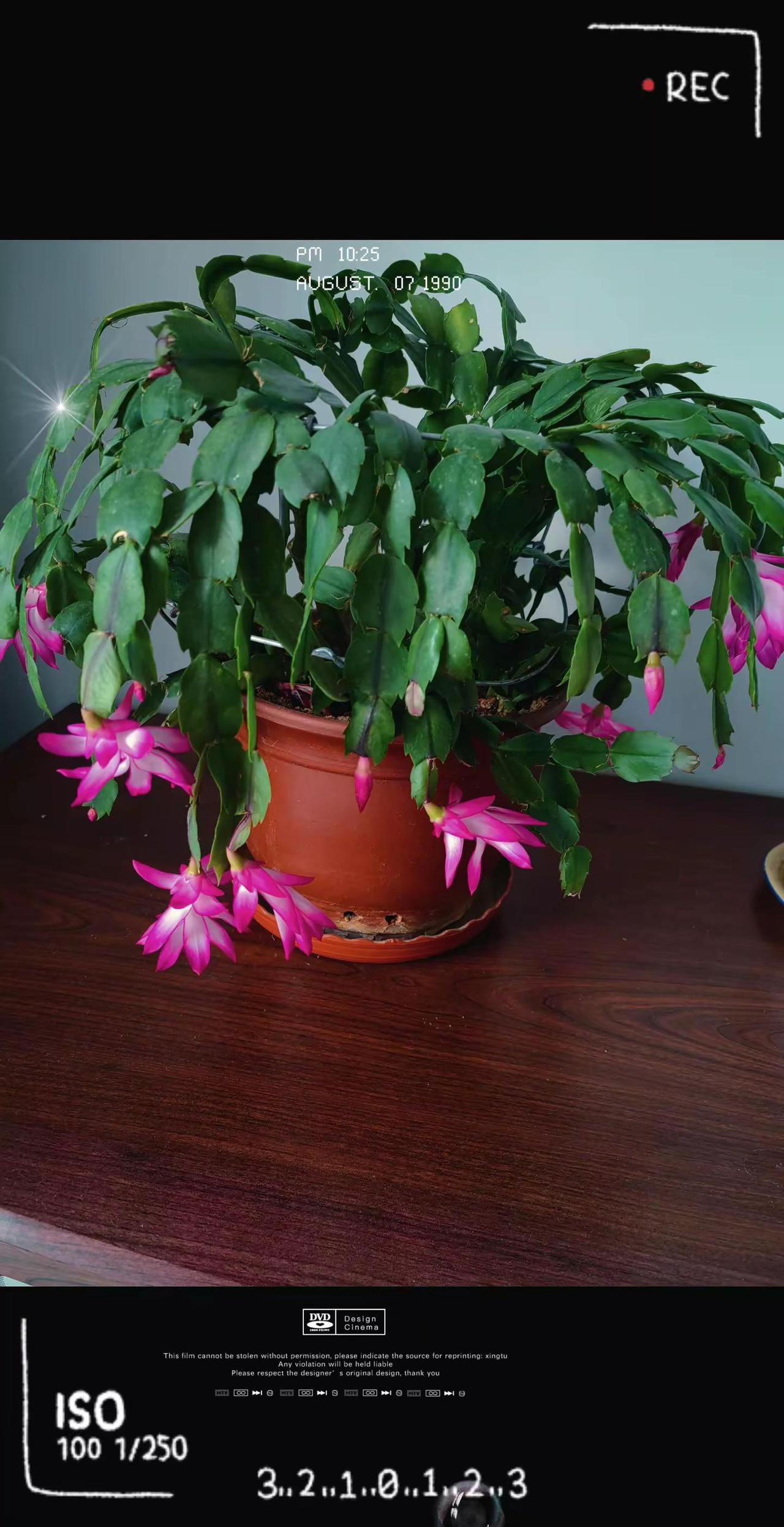 🍎🍎🍎👩‍🦰👩‍🦰👩‍🦰💪💪💪