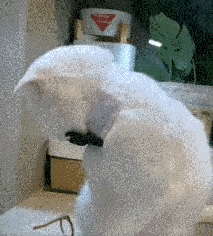 1：还别说，这小眼镜一戴，气质马上就不一样了。
2：改造就改造啊，关人家大公鸡什