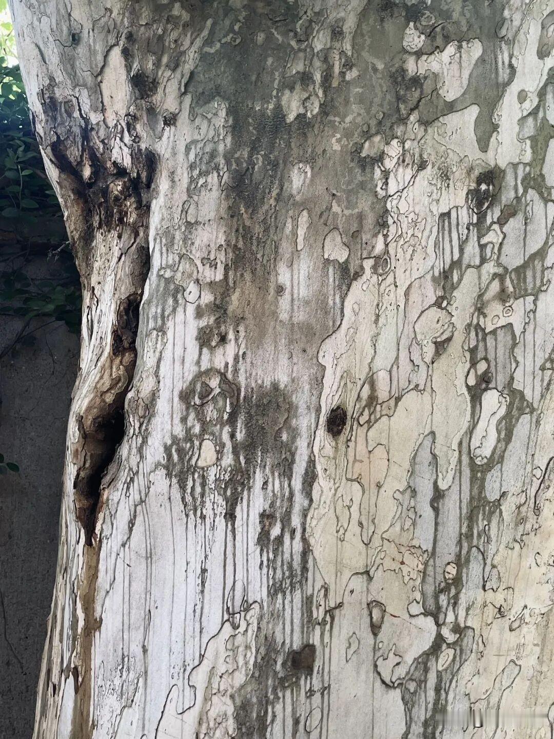 是山？
是树？
还是一幅国画？
一一大自然的鬼斧神工[赞]