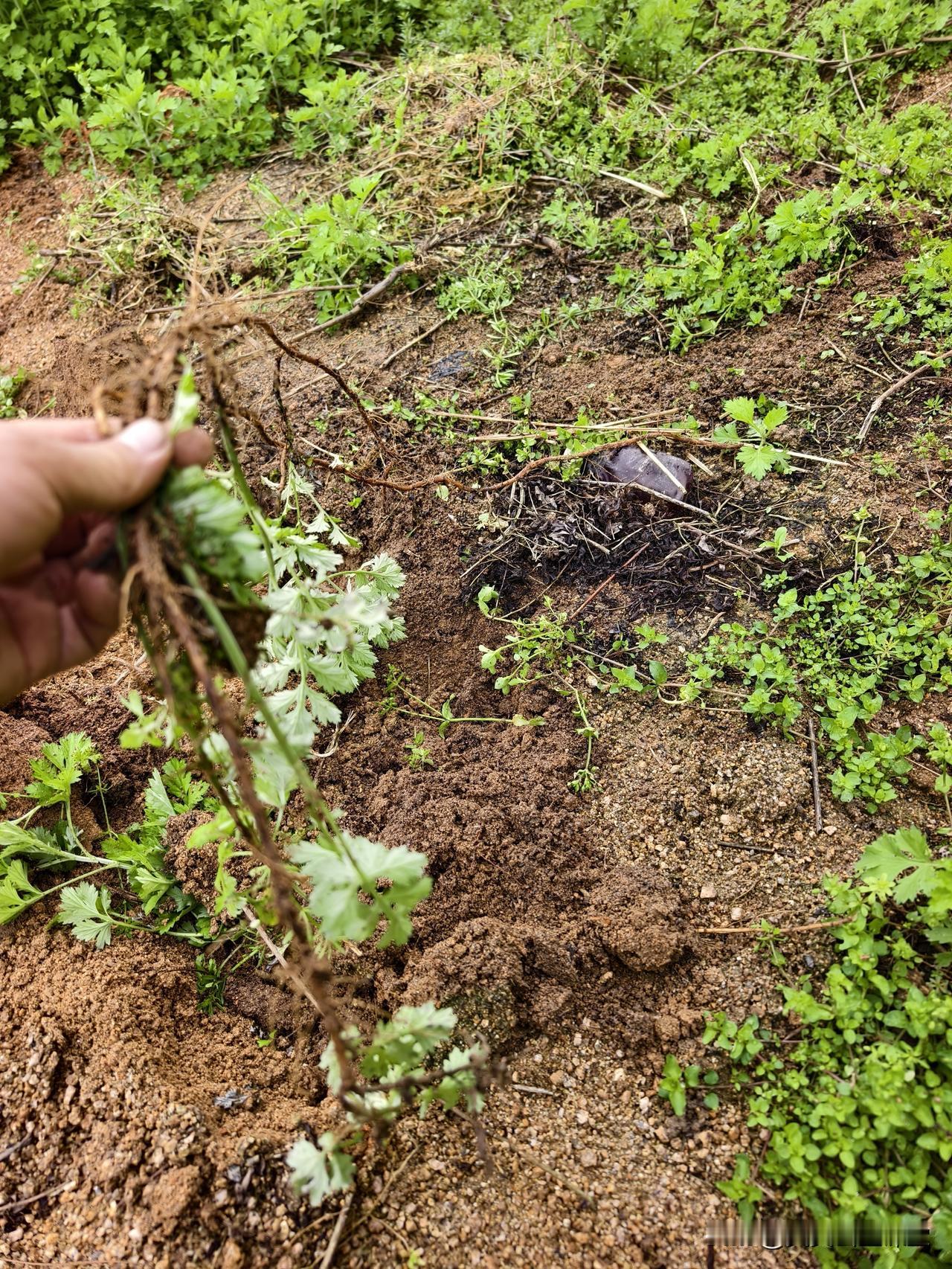 民间老百姓，经常把它用来泡脚，泡澡，女子生孩子，月子期间洗澡！
现代人，把艾叶用