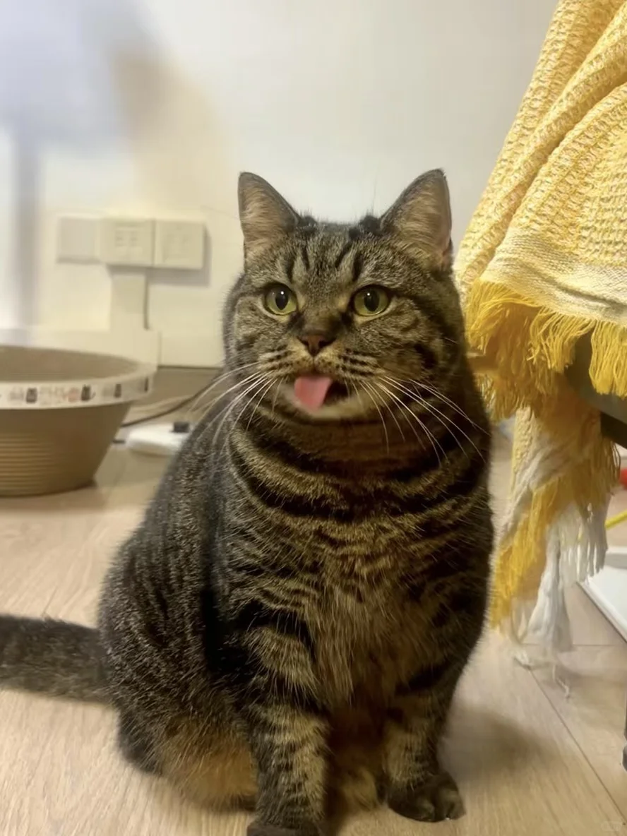 小茂密好像知道自己很可爱