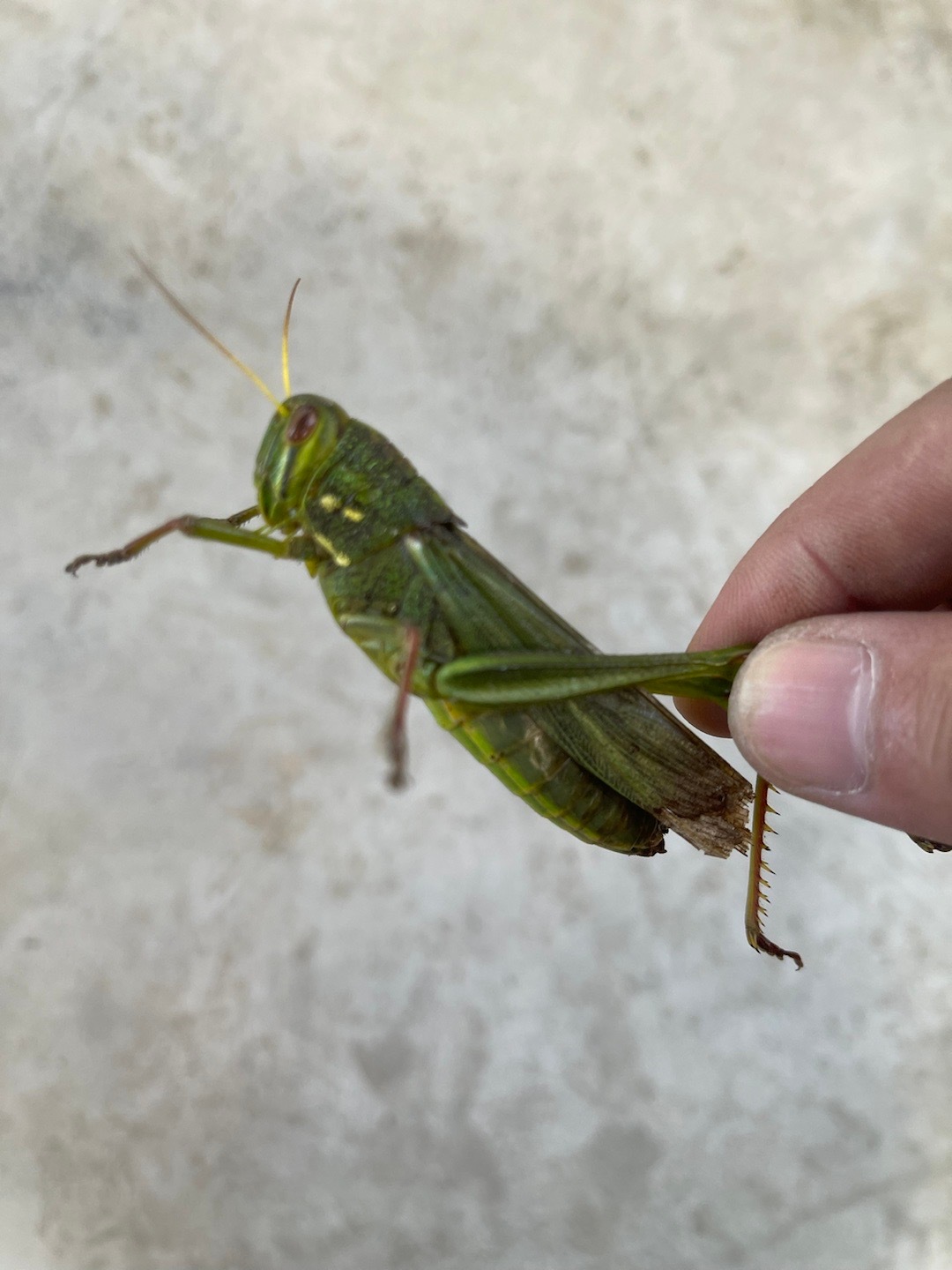 好大一只 