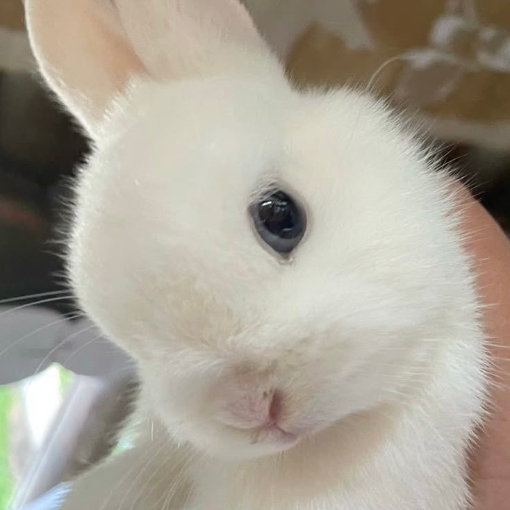 无属性来🈷️🈷️养铁的宝宝，有kjj就好 