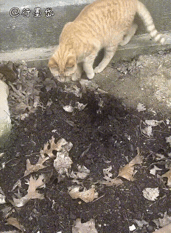 猫咪一脸懵圈盯着地面，耳朵竖得笔直，内心疯狂疑惑：地下啥东西在窜来窜去？还会动！