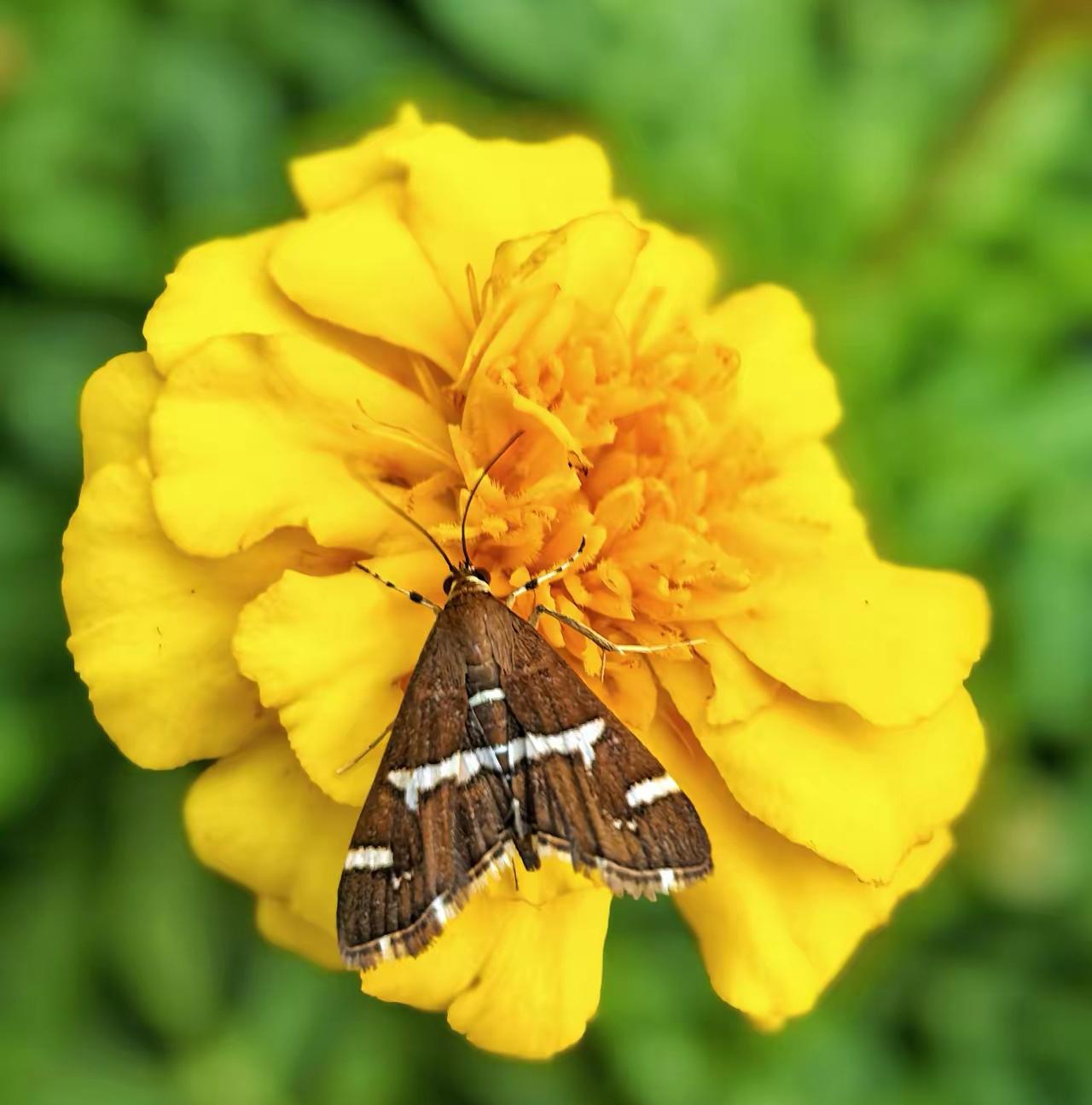 下联：
暮霭抚荷漫雅情

春日生活打卡季