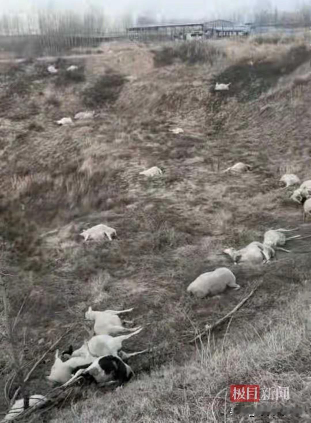 12月25日晚，有山西晋中的网友发视频称，家中120只羊被人投毒害死，剩下的80