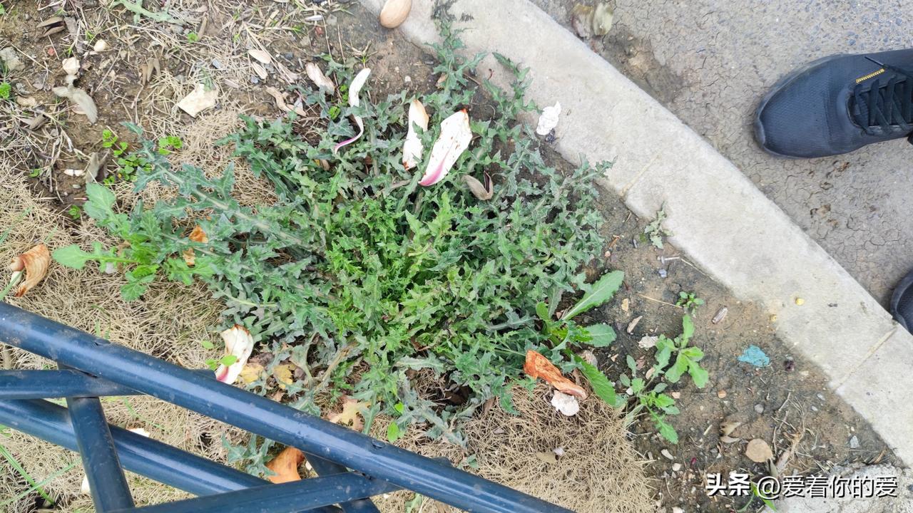 春日已临，正是挖荠菜的好时候！这看似“土气”的荠菜，实则是个宝贝。当气温稳定在1