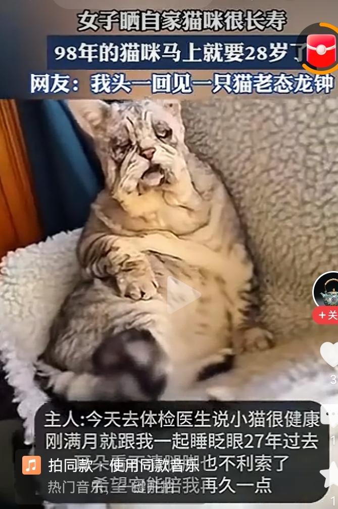一只1998年的老猫，28岁了，看完这个视频以后，我突然想起了，已经离开这个世界