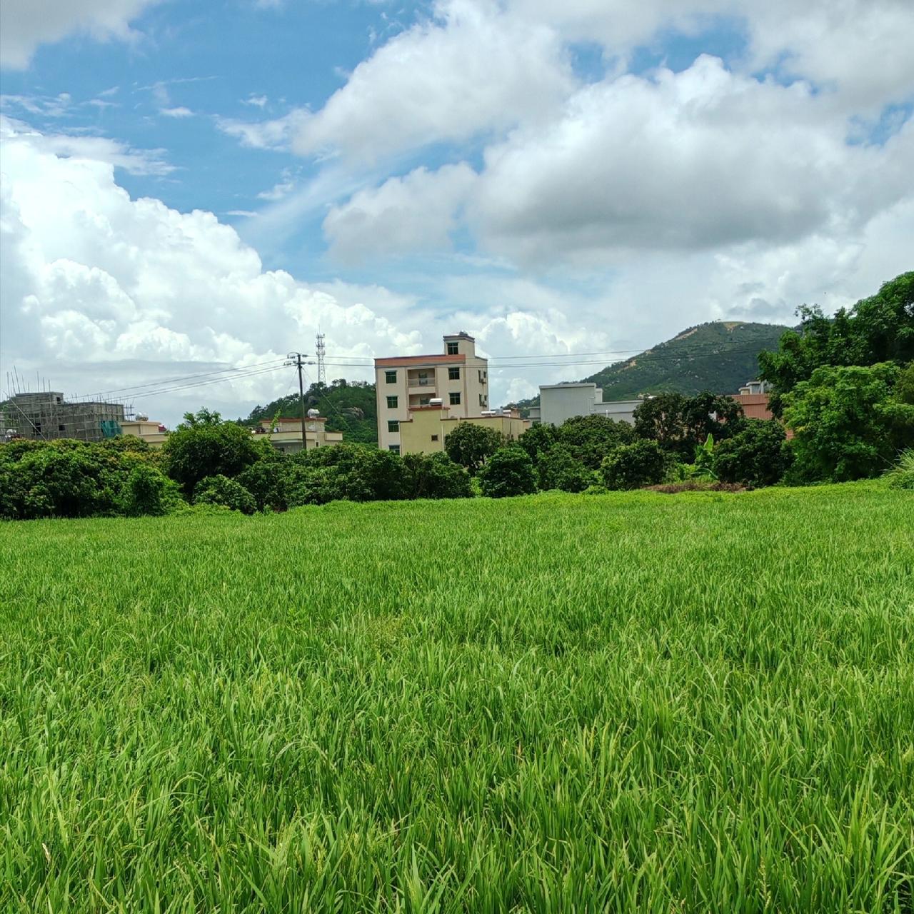 日本政府现在最担心的不是几级地震，而是想要如何保证，日本国家和民族不被灭种，因为