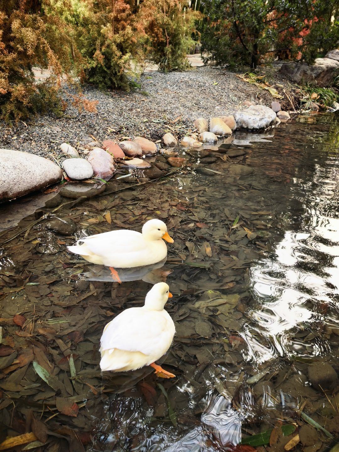 溜溜机器狗，看看小鸭子，小鸽子