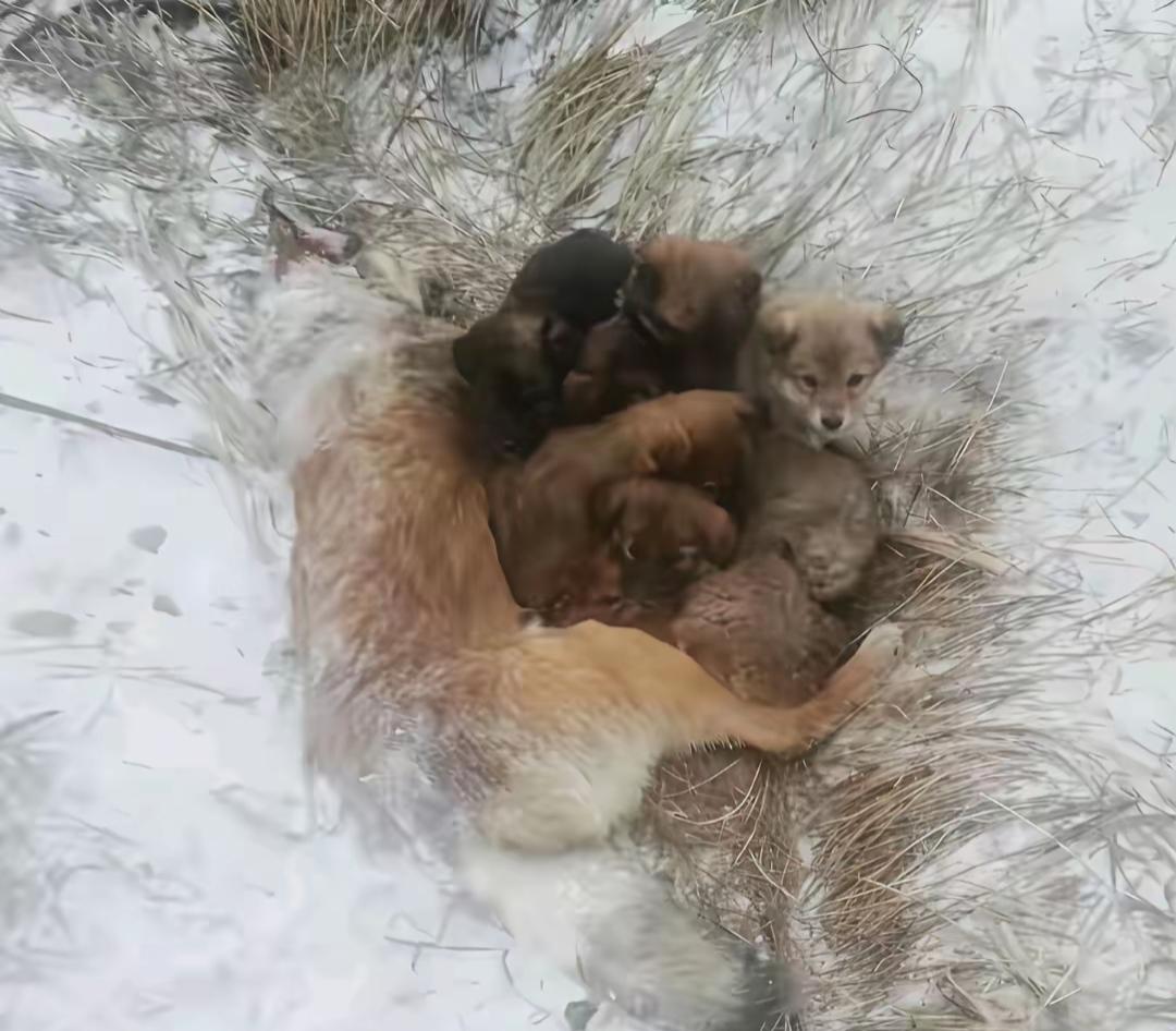 看到这一幕，心都揪紧了。大雪封山的严寒里，那只流浪狗妈妈把五只小奶狗护在身下，自