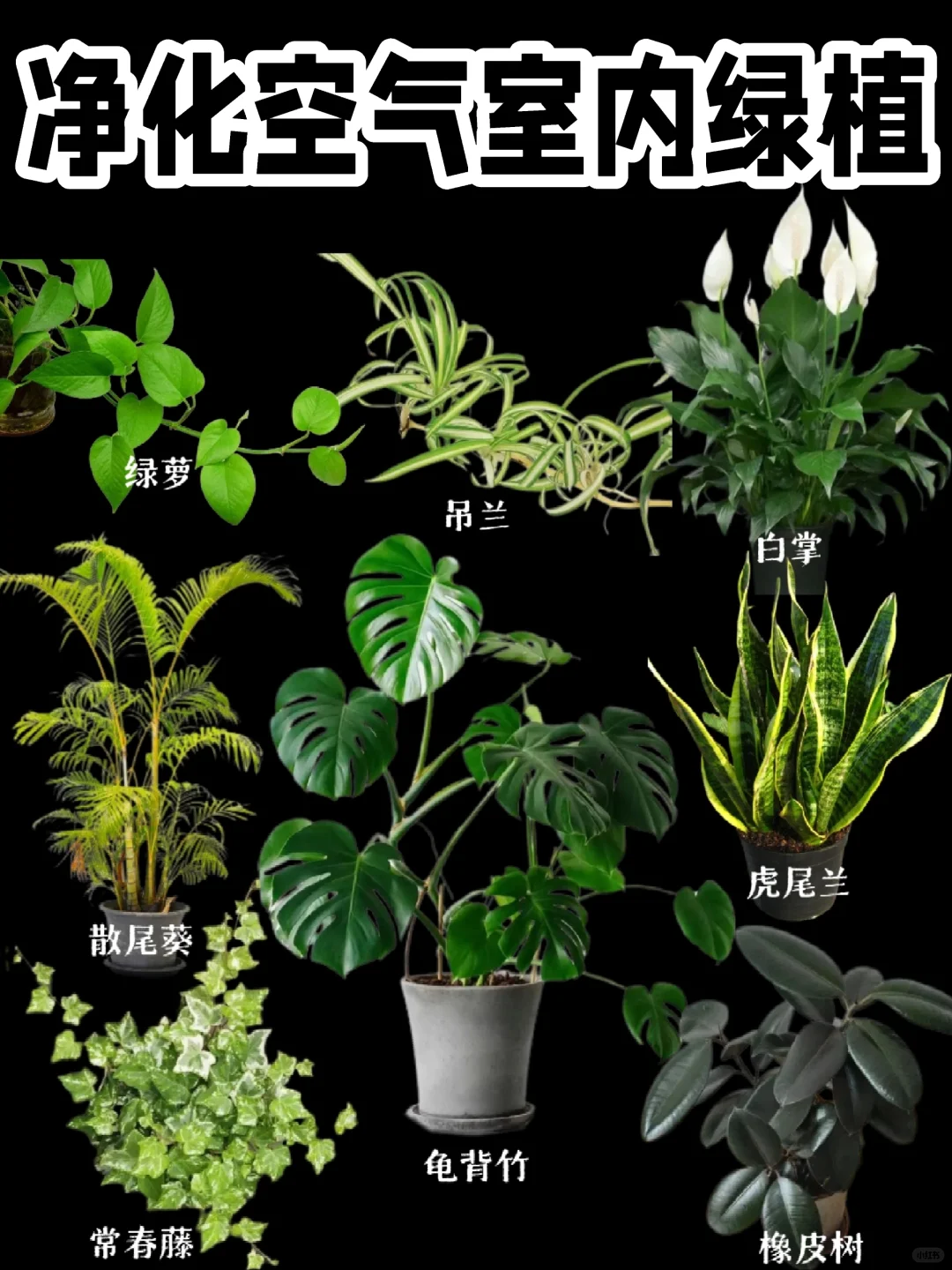【净化空气绿植】又好看又有用的绿植