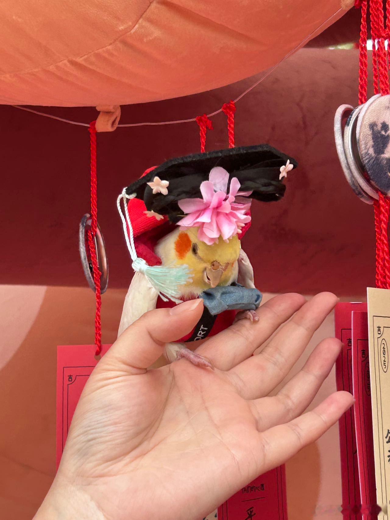 真小鸟全身都在拒绝封妃 谁懂啊！在小红书宠物友好计划偶遇安小鸟本体上演拒封大戏，