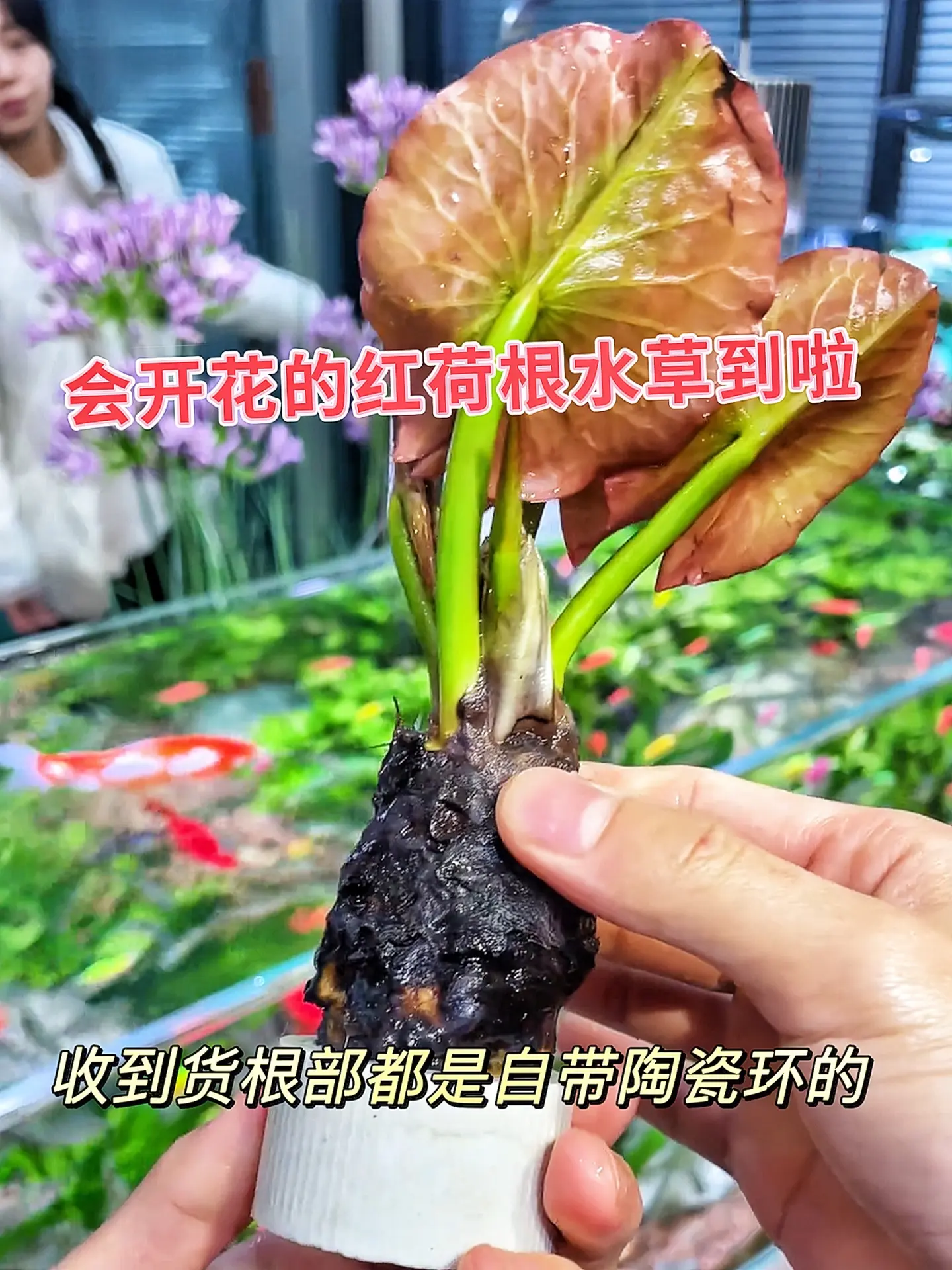 1. 独特水生花卉：红荷根水草，自带优雅气质，能开出别致花朵，为水族箱...