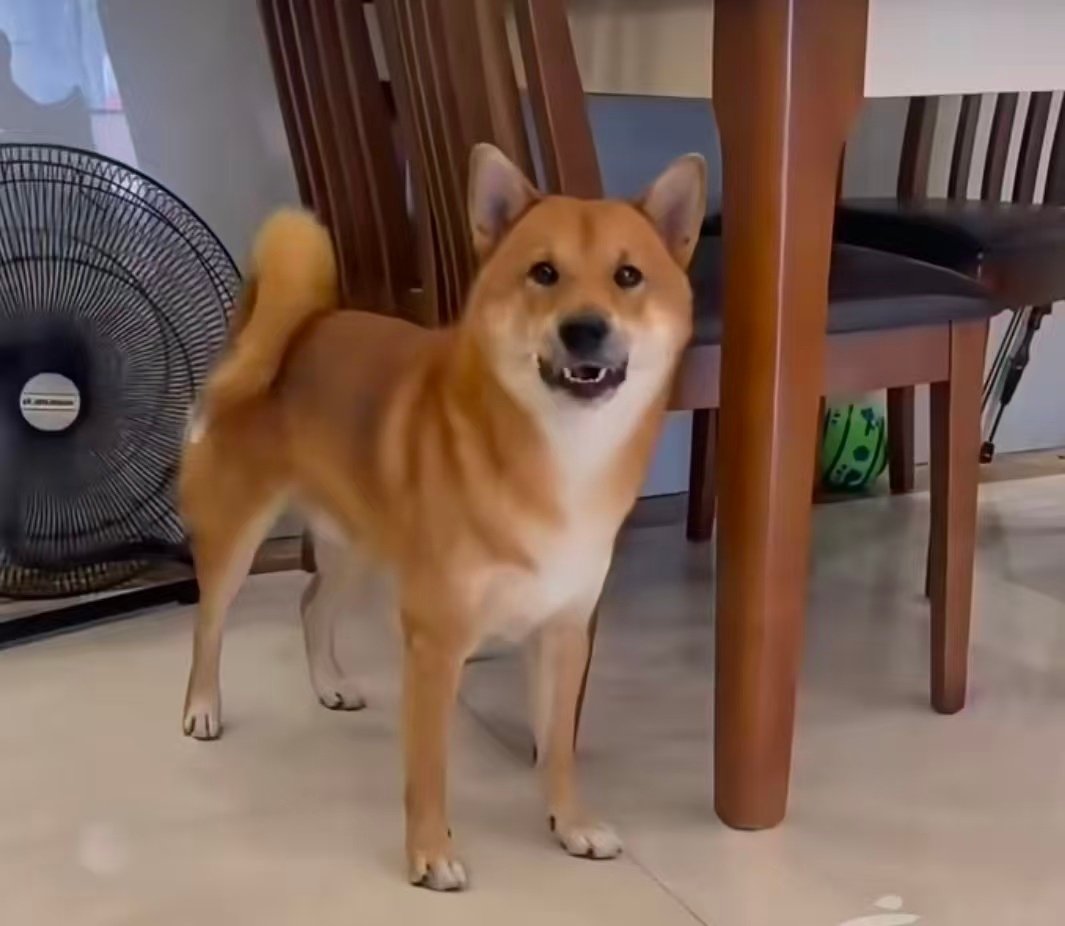 解锁广东宠物的新玩法广东宠物的正确打开方式 周末带宠打卡宠物露营地！搭起帐篷、支