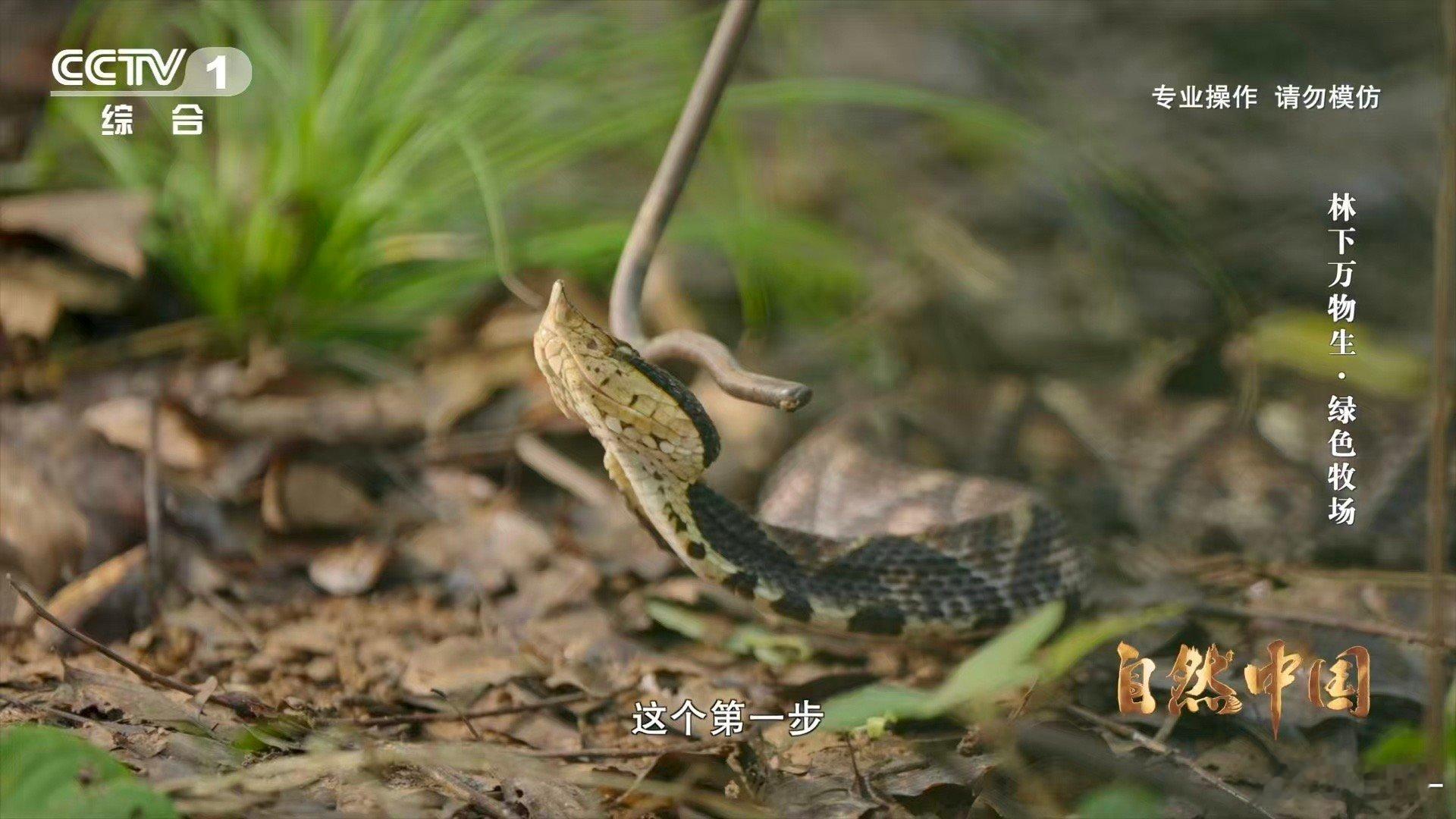 能晒太阳躲雨的仿生态蛇园啥样阳光、雨棚与绿植织成的温柔罗网。永州人用仿生态蛇园告