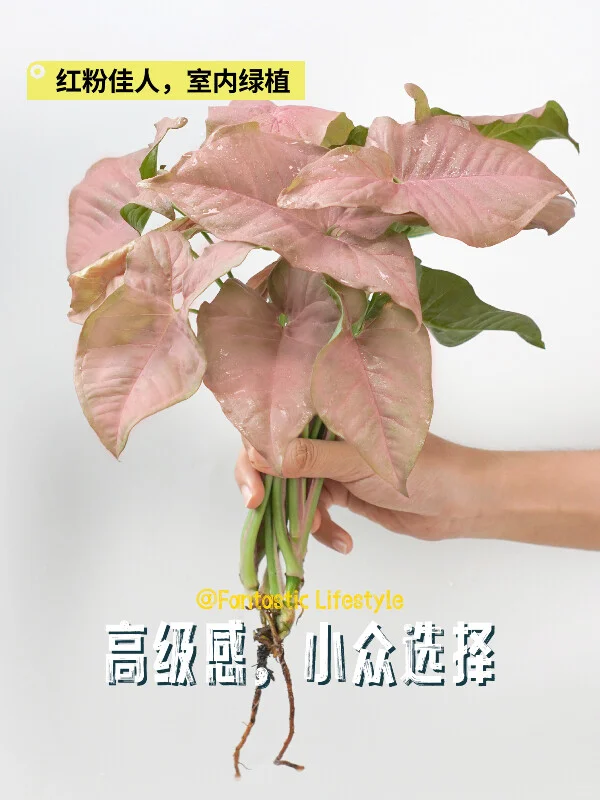 🌿变色观赏神器！红粉佳人盆栽🎍