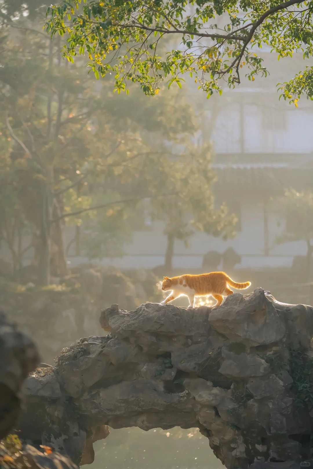 得意之作｜治愈人心的猫猫日历壁纸（十