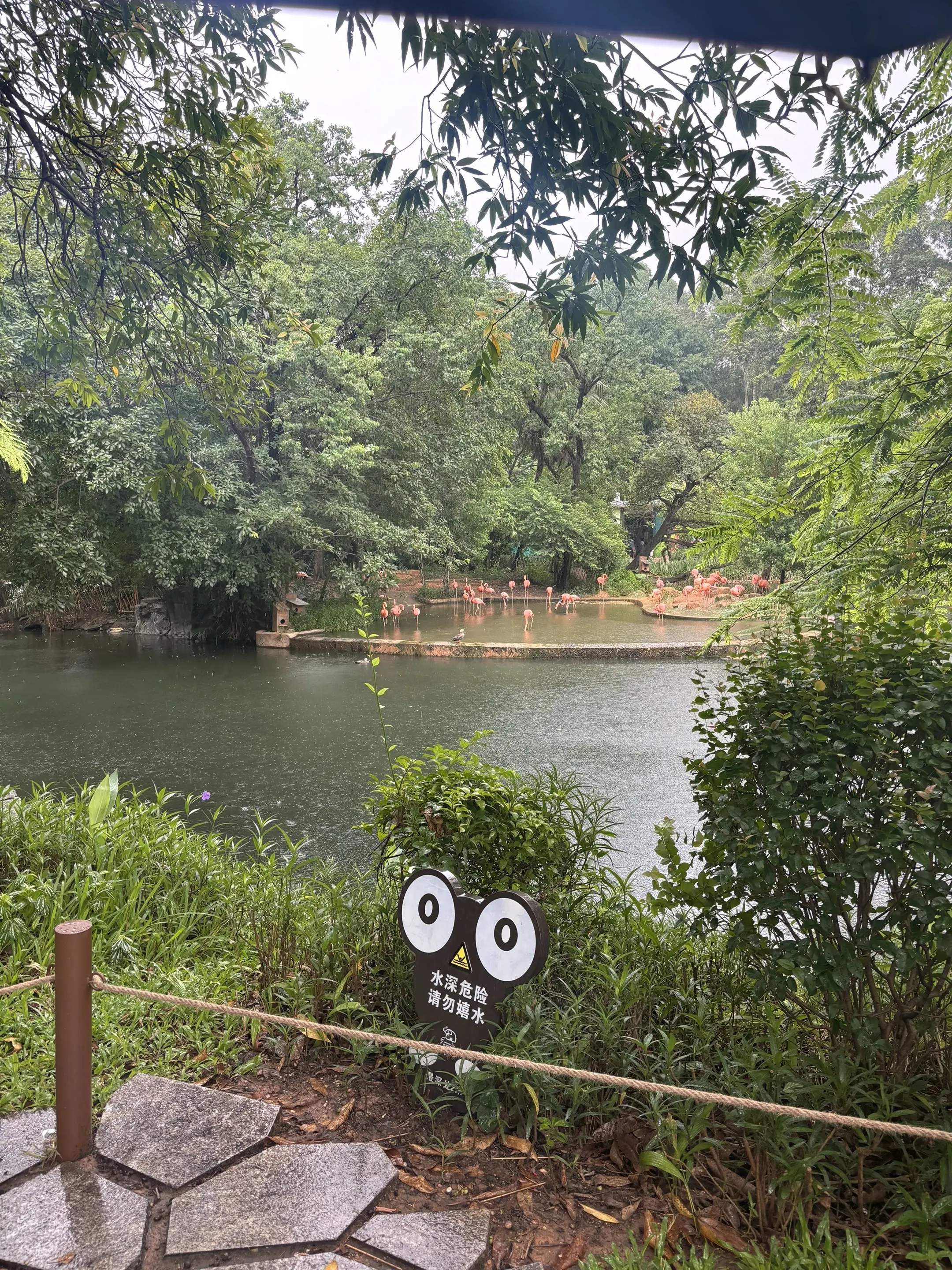 暴雨游广州动物园。国内为数不多非常良心的动物园了，很多动物都是从各地救...