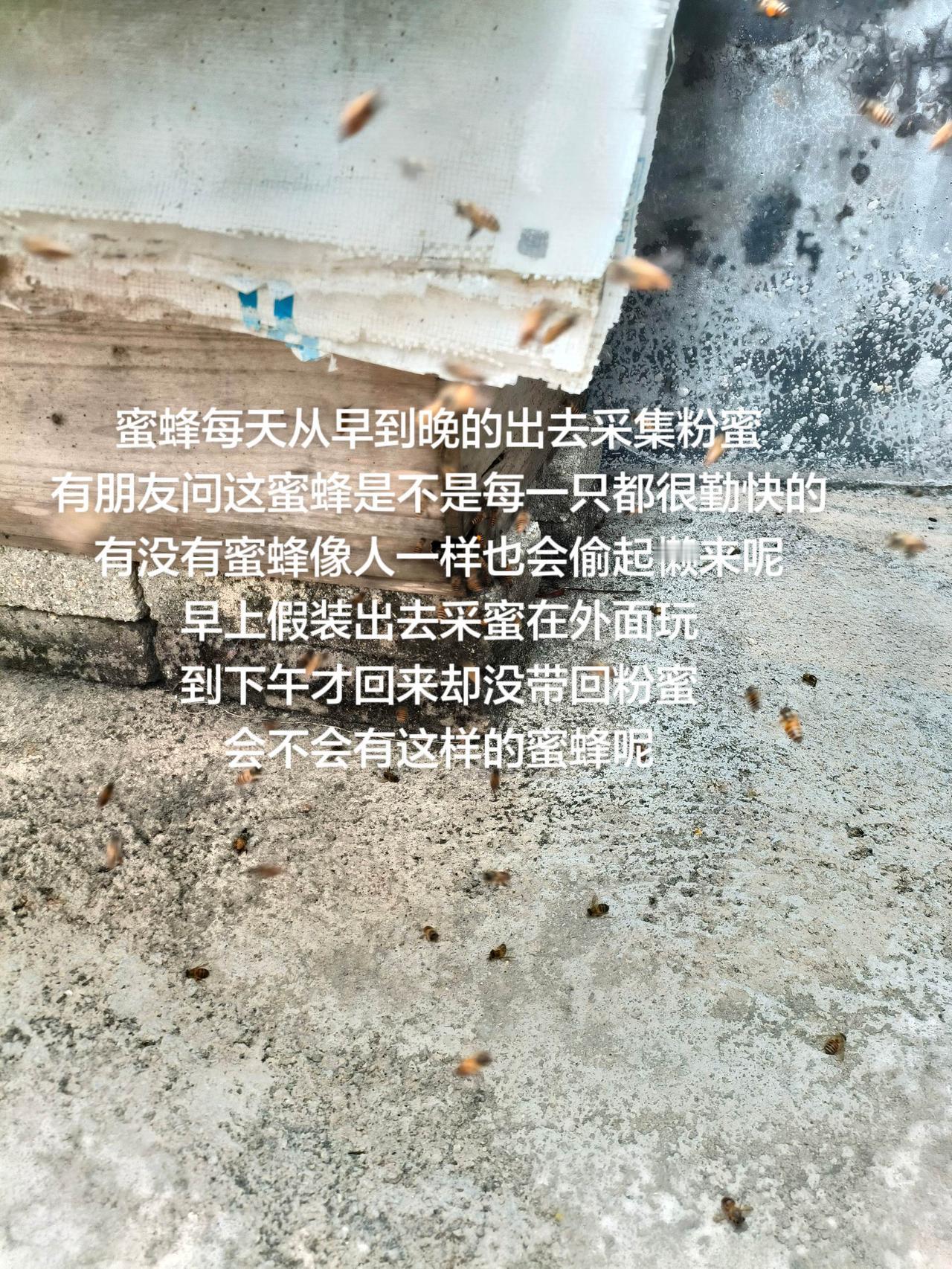 蜜蜂每天从早到晚的出去采集粉蜜
有朋友问这蜜蜂是不是每一只都很勤快的
有没有蜜蜂