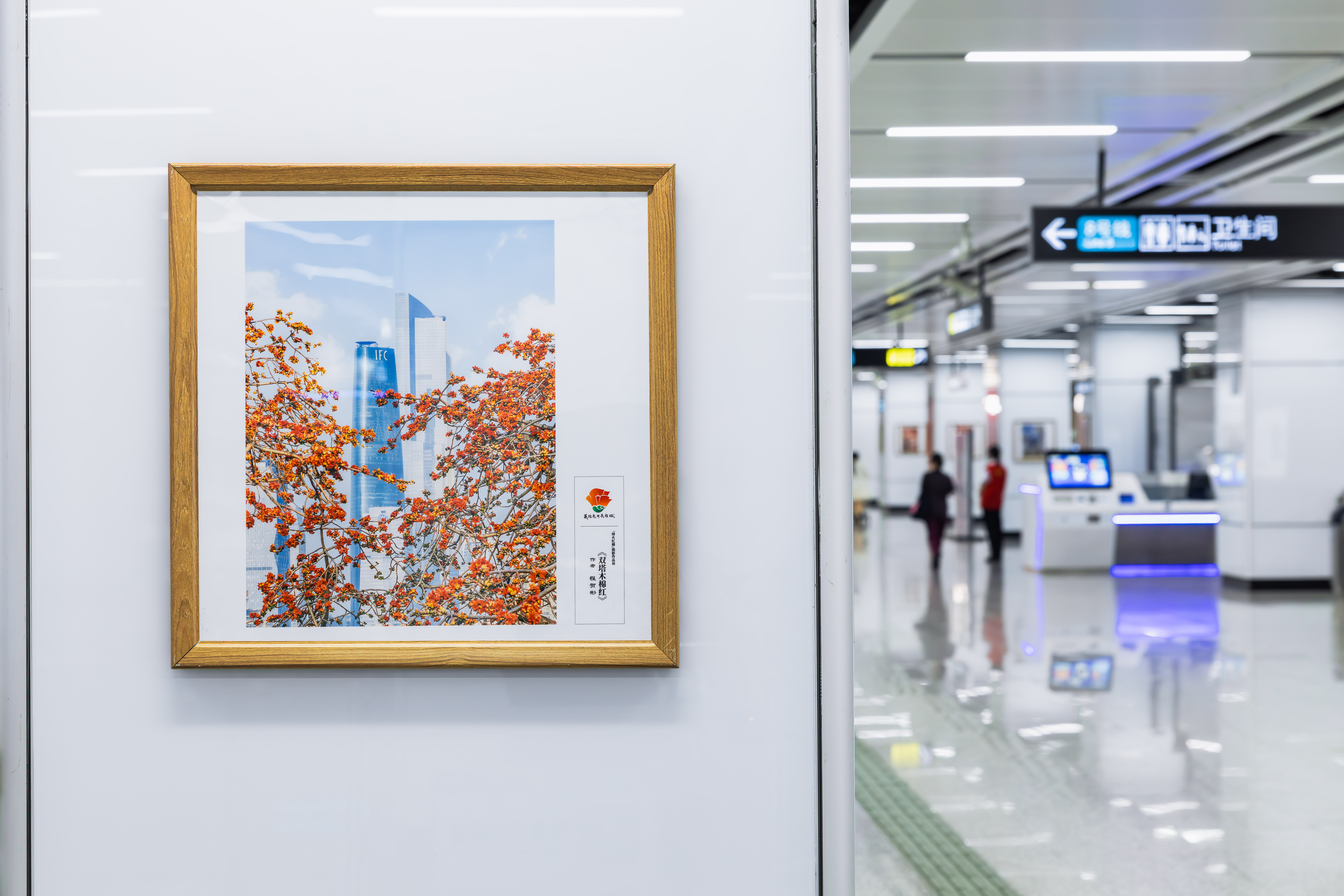 我的木棉花摄影作品在陈家祠地铁站展出路过不妨驻足看看这份木棉花与新老地标同框的广