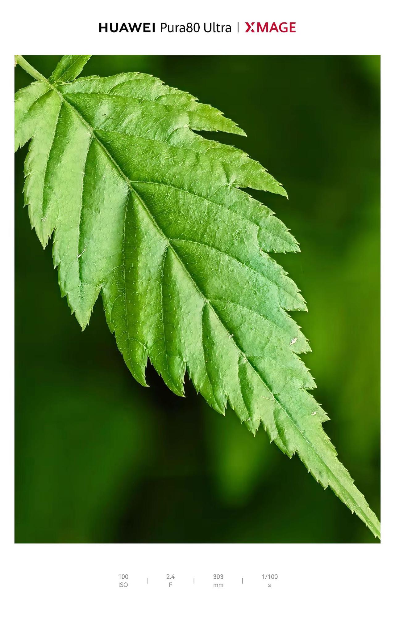 相册里随便照几张图片，配上这个BGM动物小助手 昆虫 摄影