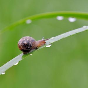 一只小小的蜗牛田