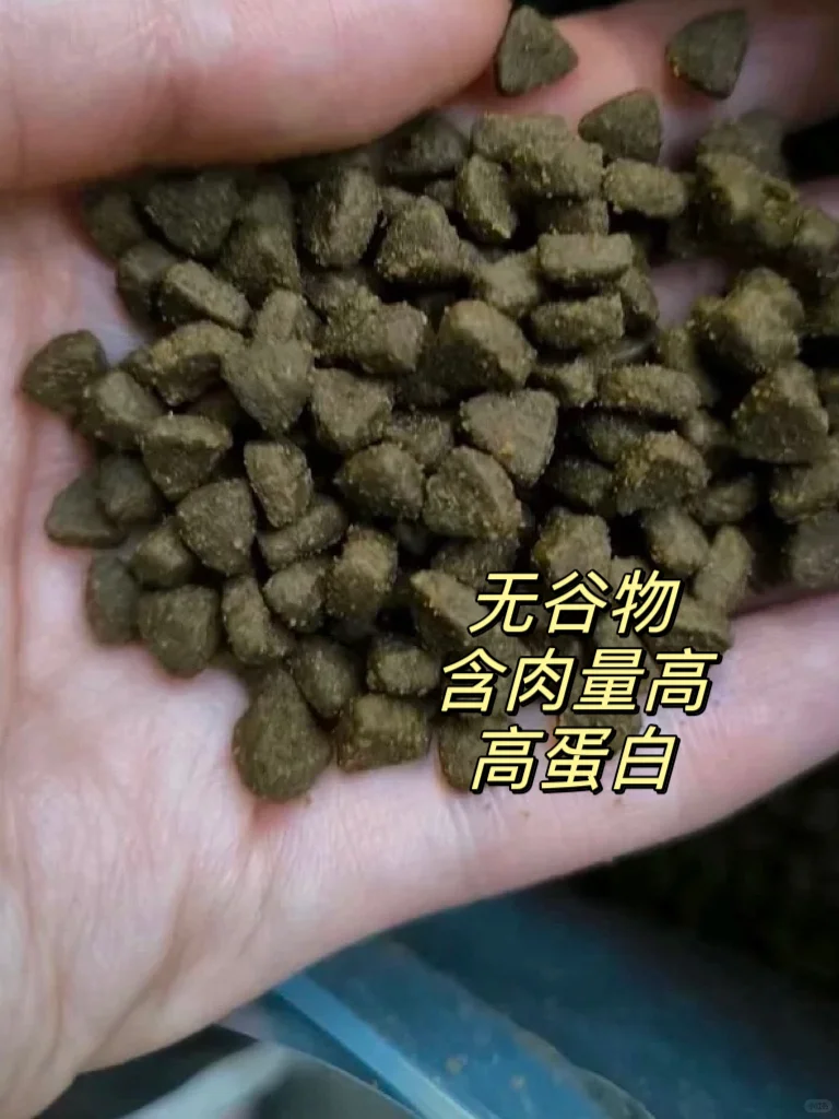 猫咪吃对粮体格嘎嘎好