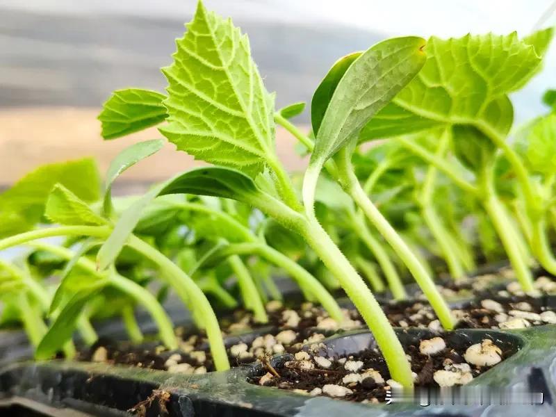 黄瓜蹲苗口诀

缓苗过后不浇水，
地皮现裂根下探。
划锄松土助深扎，
控旺防徒效