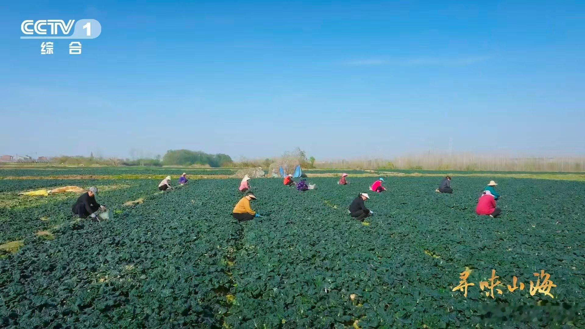 会吹泡泡的蔬菜泡泡青这会吹泡泡的蔬菜，经霜打后口感妙极。甜糯得恰到好处，0℃严选