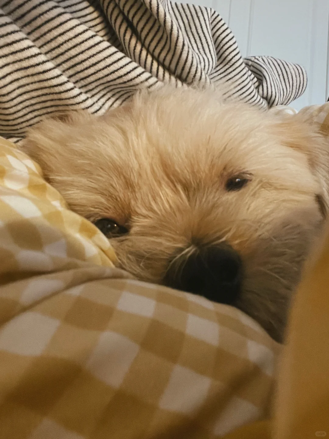 妈妈🛏️床铺好咯