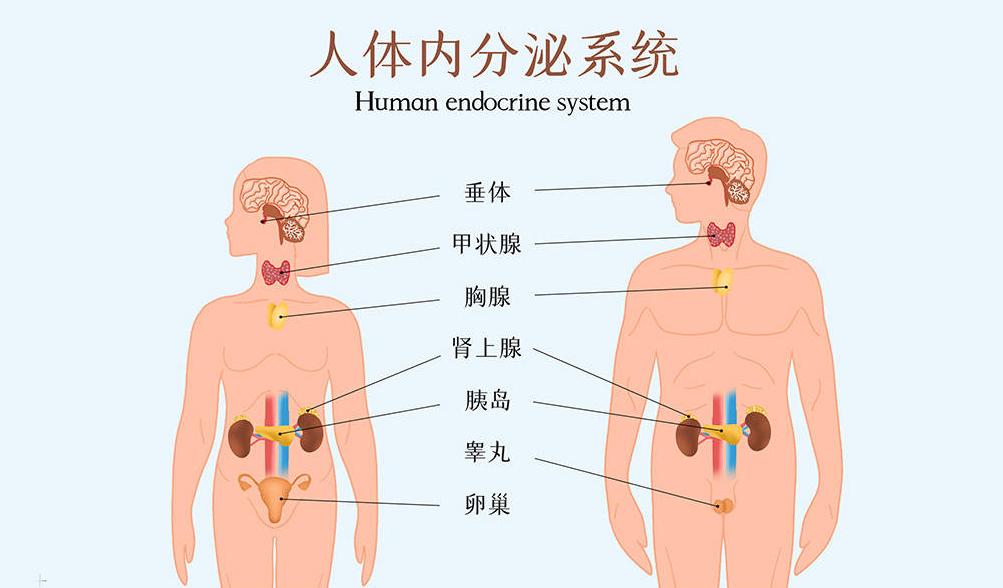 别把“内分泌失调"不当回事! 这4个原因，很多人不知道!
月经乱了，说内分泌失调
