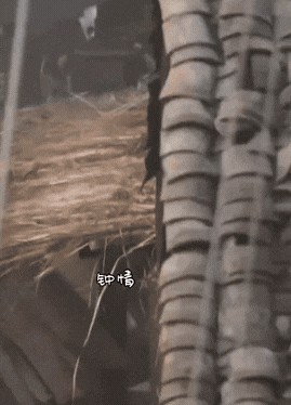 成毅又受伤了……《两京十五日》成毅坠落摔倒头，看着就疼