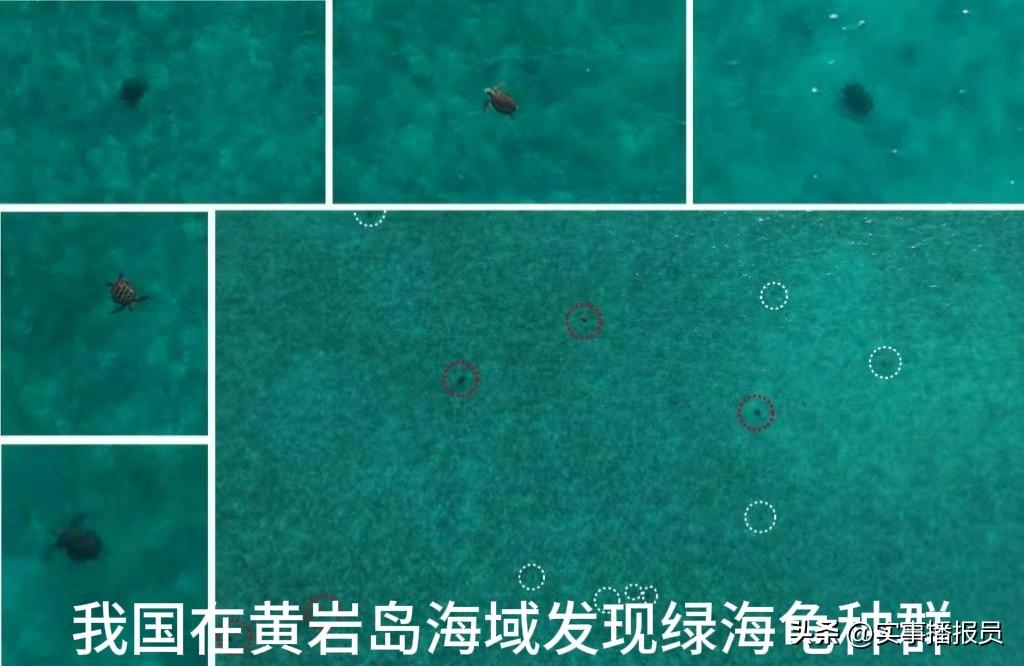 【黄岩岛发现绿海龟，依法进行全域保护】
来自新华社、央视新闻的消息。
6月17日