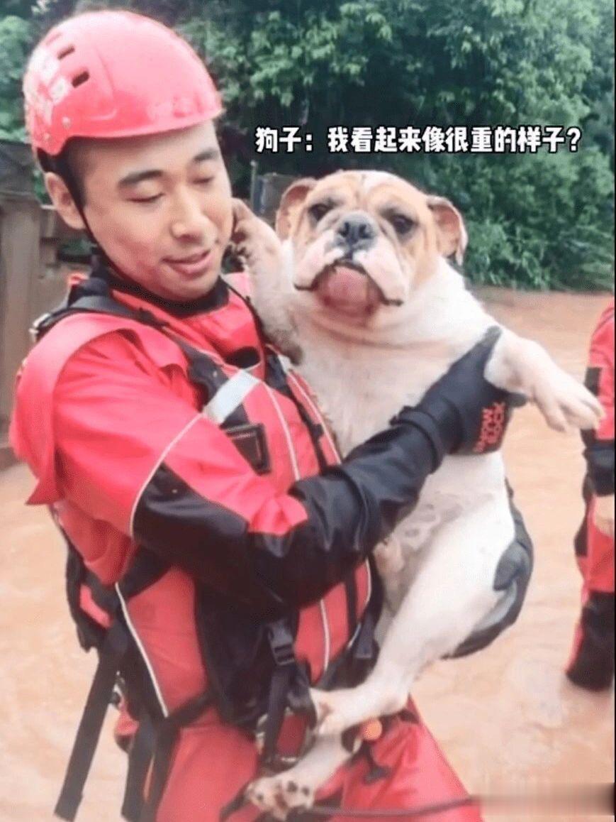 京津冀地区发大水，救援人员在救人的同时还顺带救了不少小动物，这种事情放在西方国家