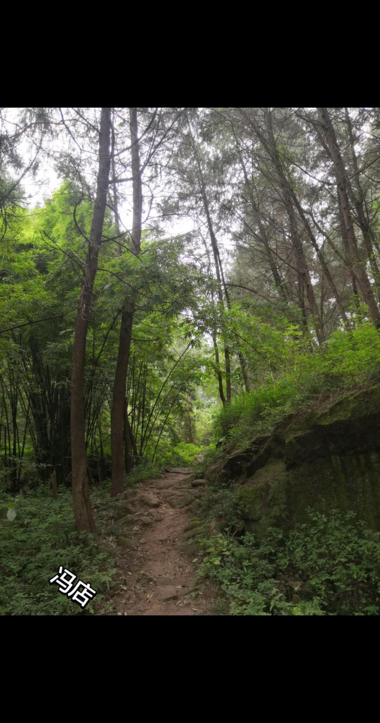 山坡上的风景，难忘的童年记忆，难忘的家乡味道，难忘的风景和了小时候的情景原始森林