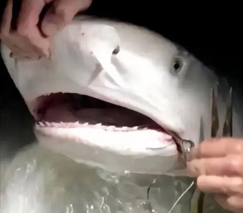 1996年，一位意大利女潜水员在巴哈马海底，帮一条大鲨鱼拔掉嘴里的钢钩，正准备离