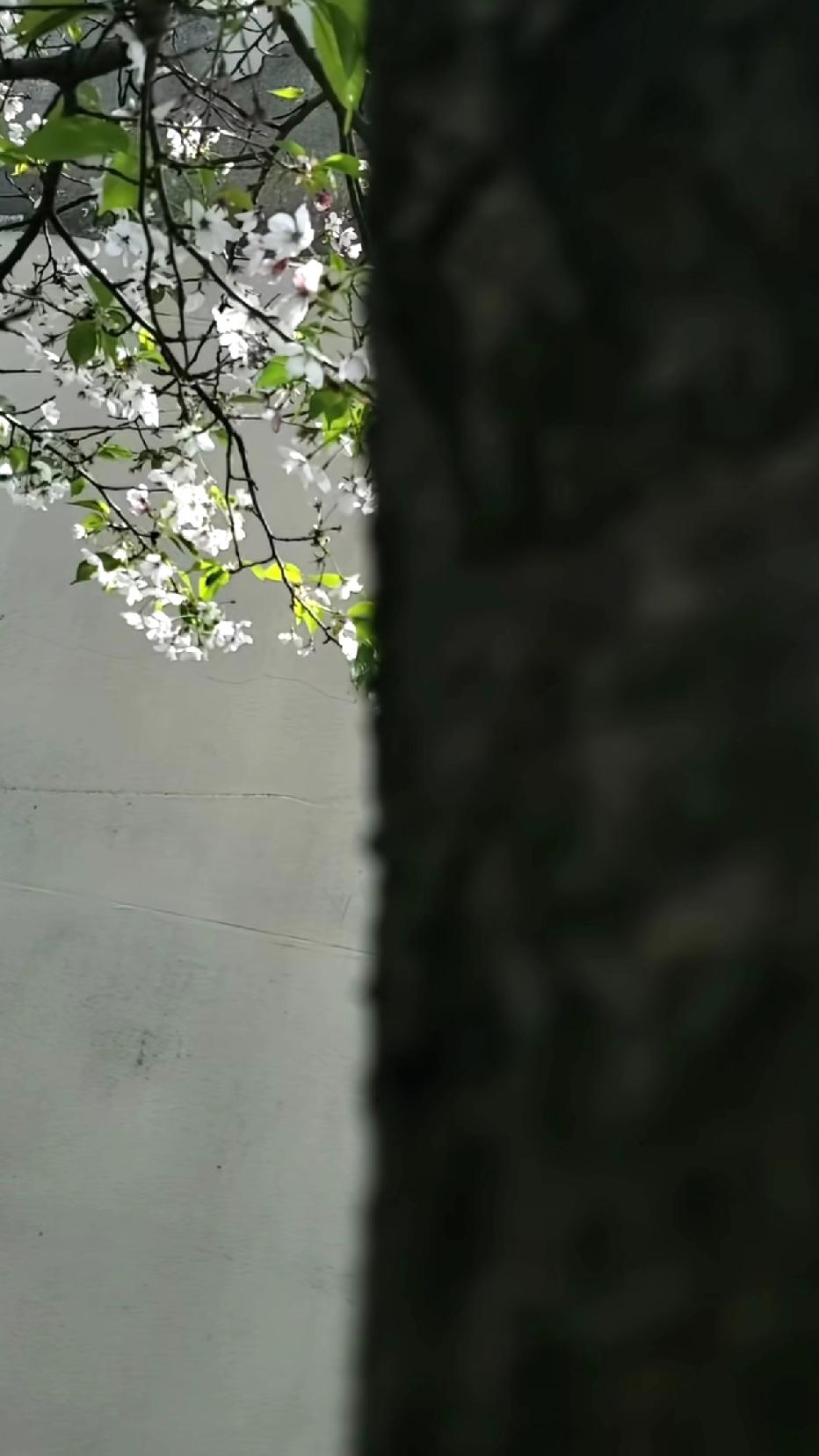 一半是树干，安稳；一半是花枝，清雅。你站在那里，春色平分，不慌不忙！