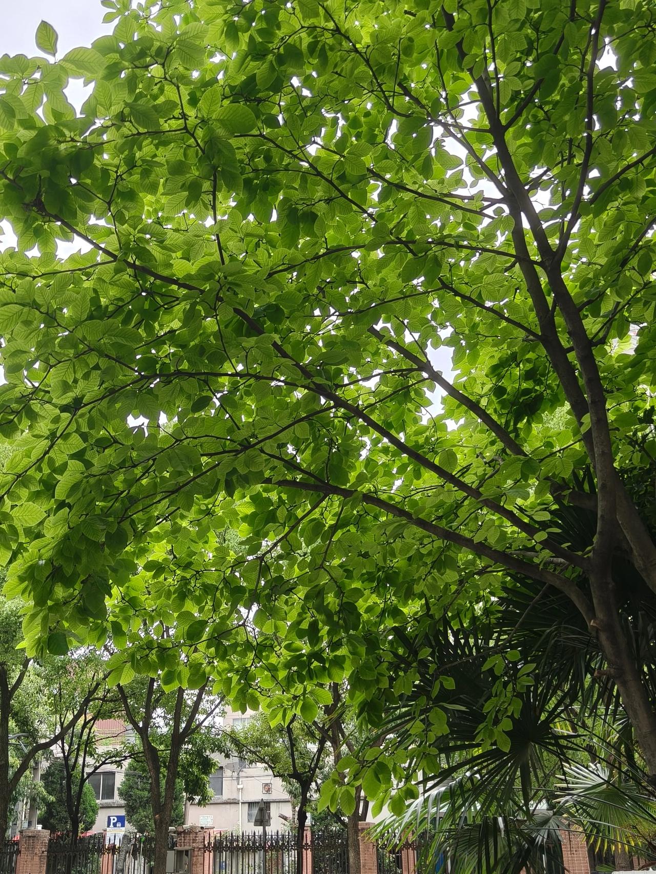 今日份随手拍实景图分享！

蓝耳朵👂🏻名副其实的蓝耳朵

来喽～[笑]