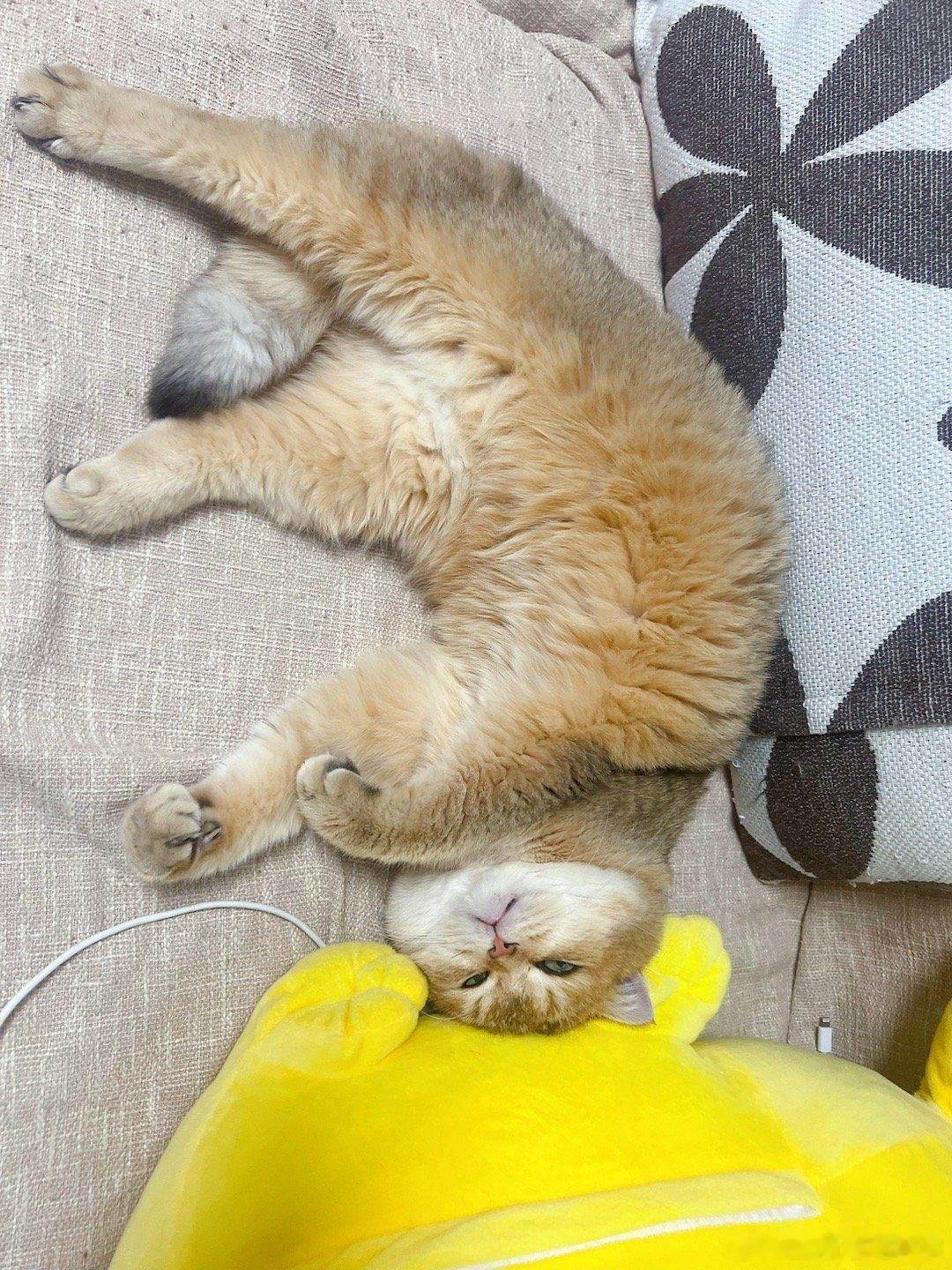 长安属于留守猫咪吧？#萌宠闹新春##春节的留守猫咪们# ​​​