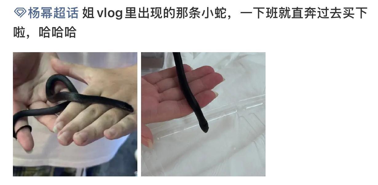 永远不要低估你姐的带货力粉丝买了杨幂摸过的蛇