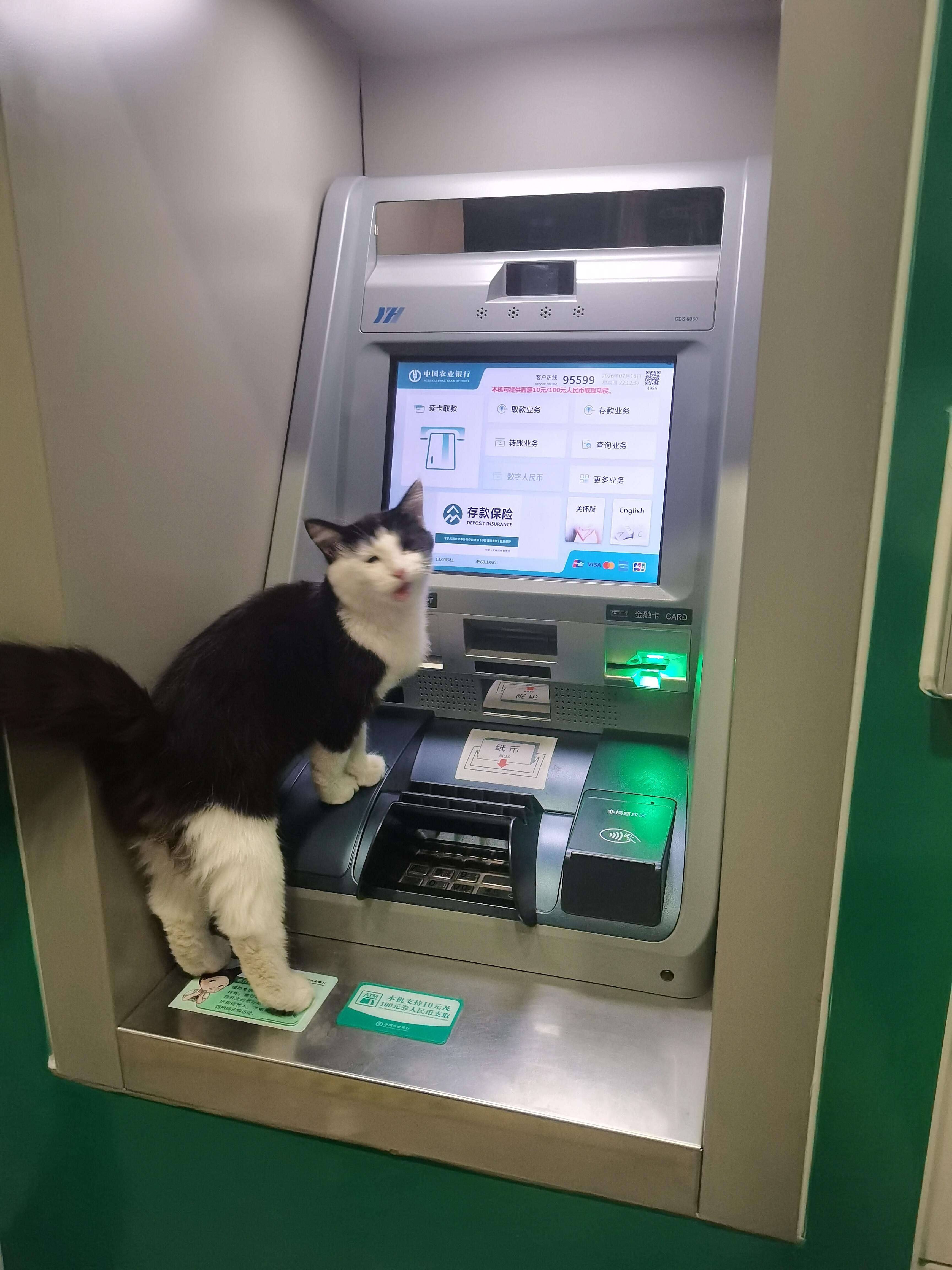 “去银行，遇到小猫在取钱” 