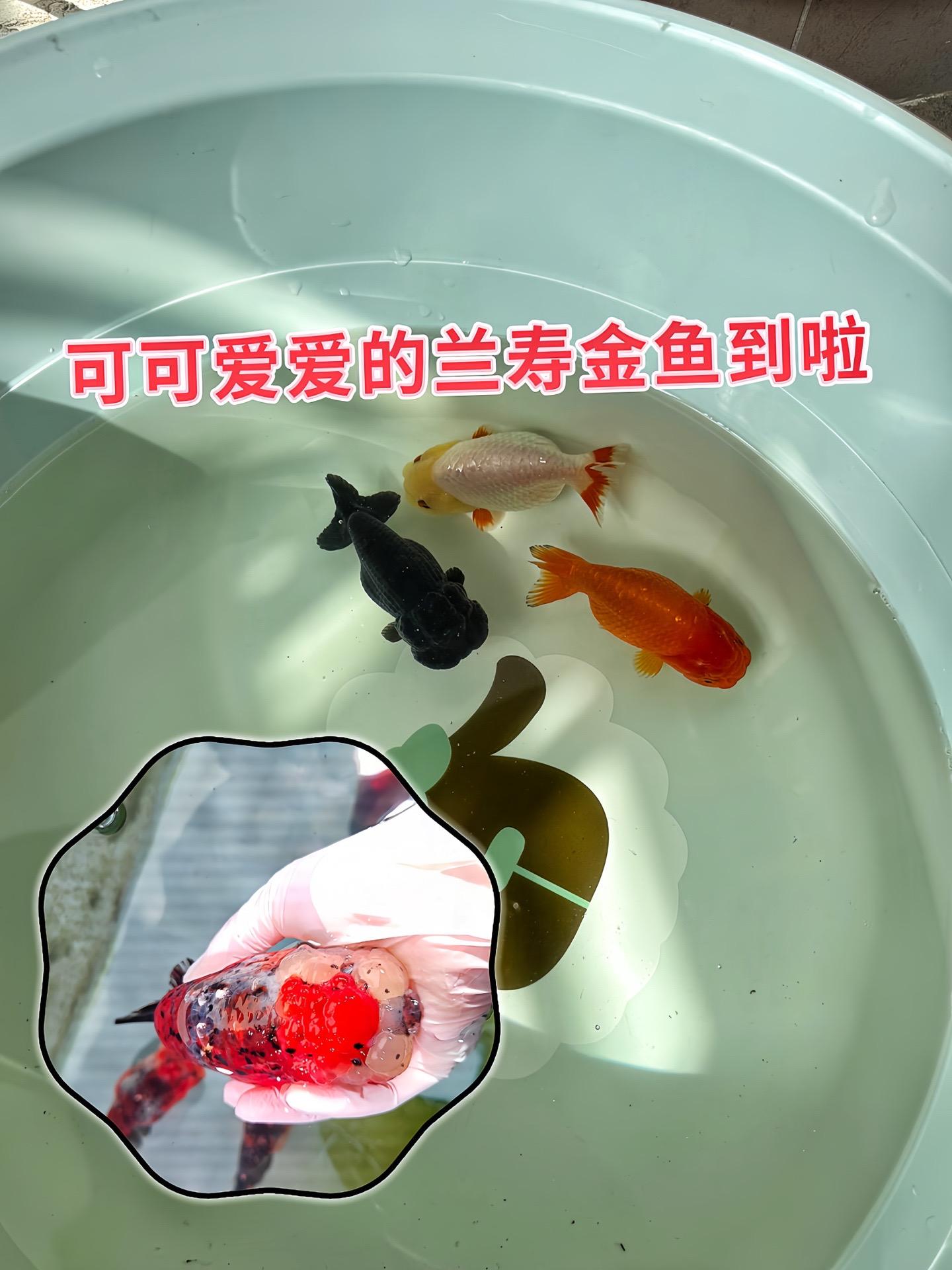 雍容体态，萌动优雅。实好养，新手福音  兰寿金鱼对环境适应性强，无需复...
