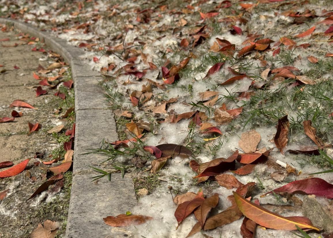 飞絮漫天，治理却是件麻烦事。宁波这对八旬老人的爱情看哭全网

“不能因为有飞絮这