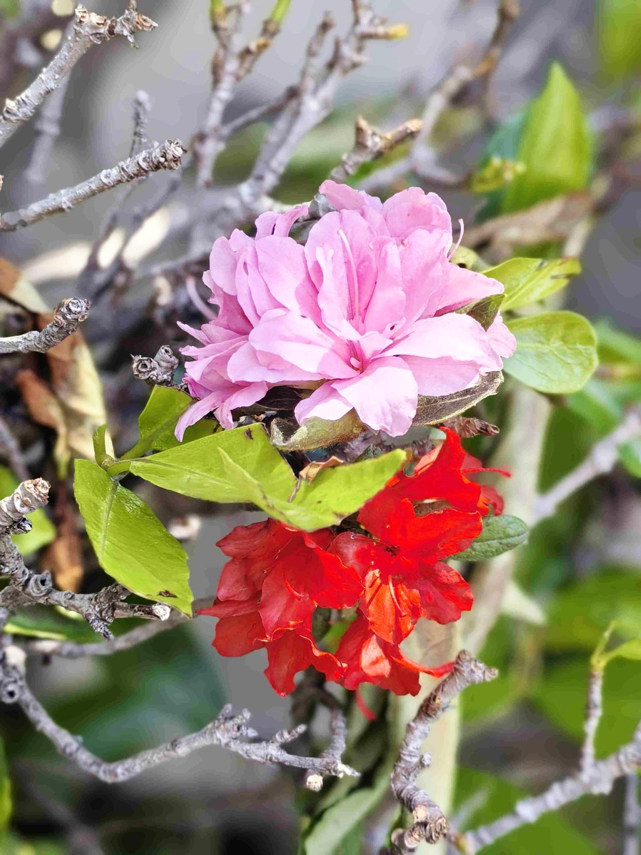 花开两朵，好事成双～

乍一看，误以为是真花摇曳，
再细看，是两朵落花～

带定