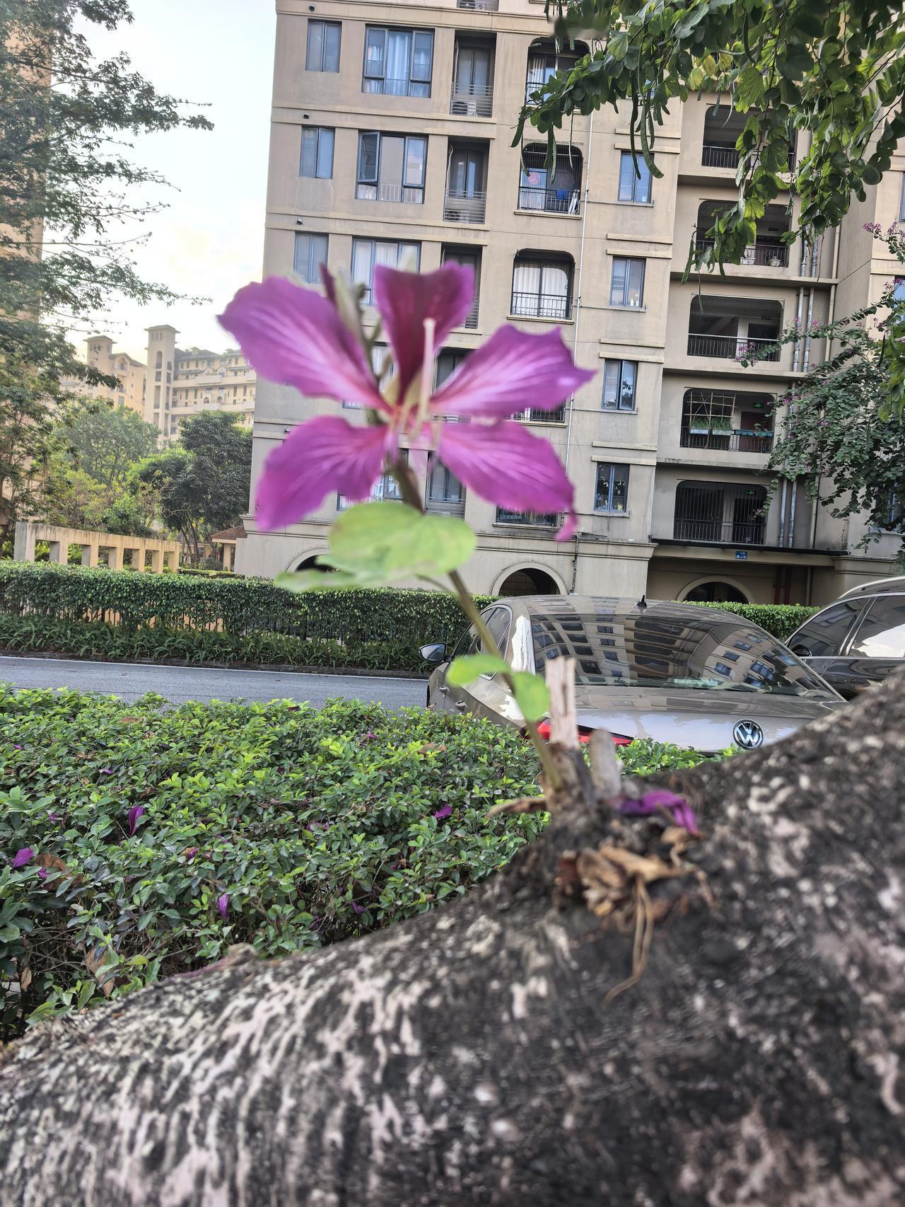 分享一张你最近随拍的照片无意间把这躲宫粉紫荆花拍成了艺术照。