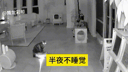 哎呀妈呀家人们呐！你就瞅瞅咱家这俩小祖宗，纯纯黑白颠倒小夜猫子啊！
半夜不睡觉，