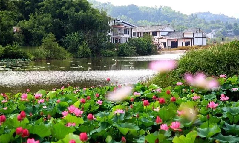 #想看看你相册里的乡村景色#这张照片是重庆市铜梁区的荷塘美色。铜梁，知道吗？国际